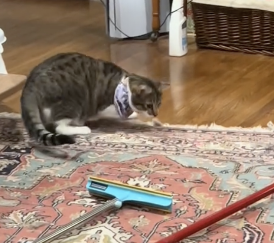 cat plays with laser pointer